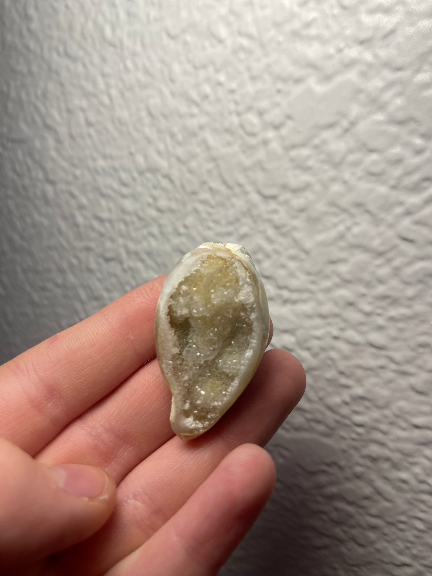 Fossilised Spiralite Quartz Shell